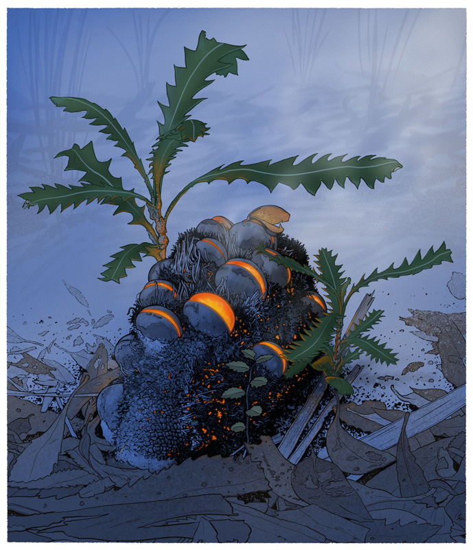 Symbolic illustration of a banksia serrata cone, and its relationship to fire